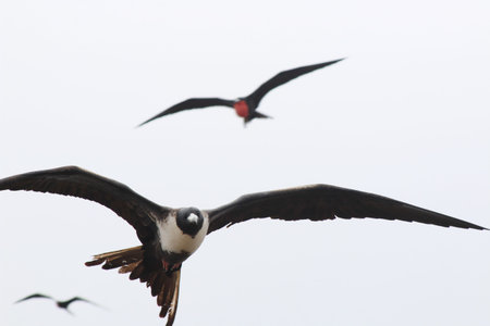 magnificent frigate bird,Fregata magnificens, flying against a white sky
