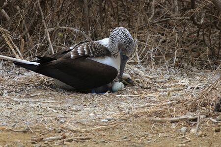 A blue footed booby, Sula nebouxii, sitting on his nest with one egg and one chickの写真素材