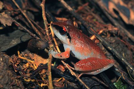 A beautiful red brown frog with a white belly sitting on the forest floor of Ecuadorian tropical forestの写真素材