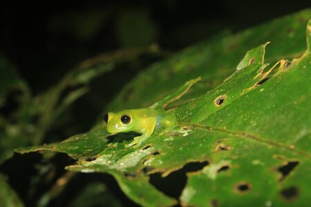 A small light green glass frog sitting at an equally green leafの写真素材