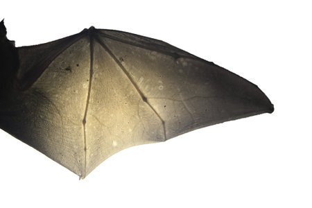 The wing of a bat lighted from beneath to show the many veins and bones clearly