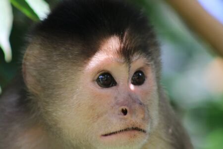 Close up of the head from a sad looking capuchin monkey, cebus albifronsの写真素材