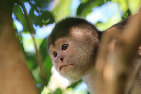 A close up of the head from a capuchin monkey, cebus albifronsの写真素材