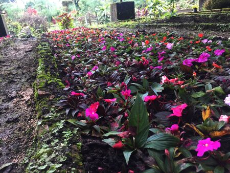 A large area for growing plants, filled with small bags showing the small plants sprouting from the earthの写真素材