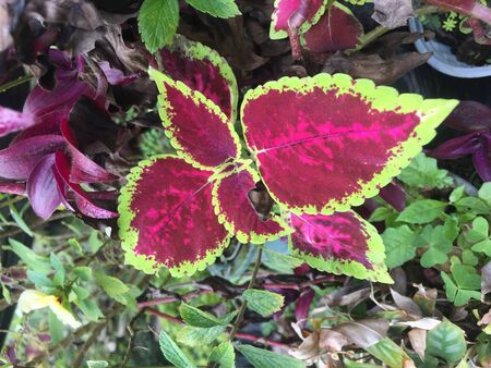 Beautiful plant with leaves that have a natural light purple color and green edgeの写真素材
