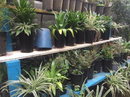 Lots of plants in pots, waiting to be sold or to be put outside in the gardenの写真素材