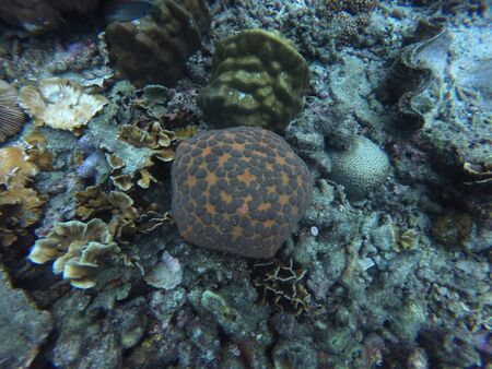 Orange cushion seastar, Culcita novaeguineae, between different types of coral in a reefの写真素材