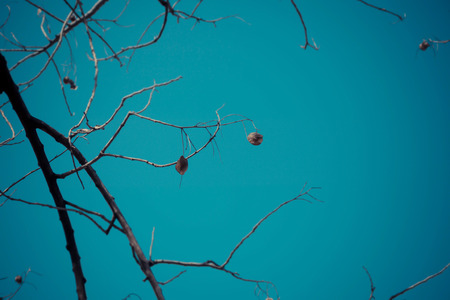 Dry branches, clear skyの写真素材