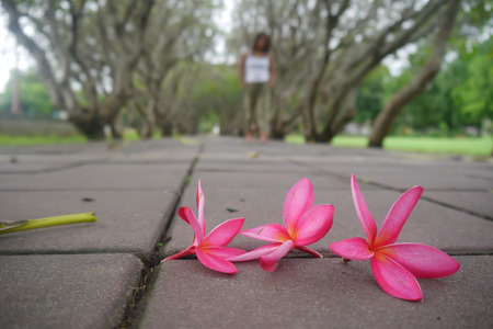 Pink plumeria flowers on the concrete floorの写真素材