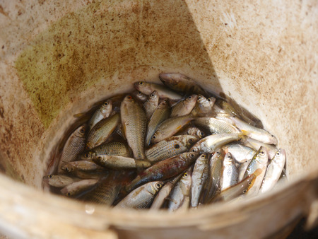 Fish in  thai countrysideの写真素材
