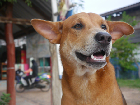 dog smiling cheerfully in  thai countrysideの写真素材