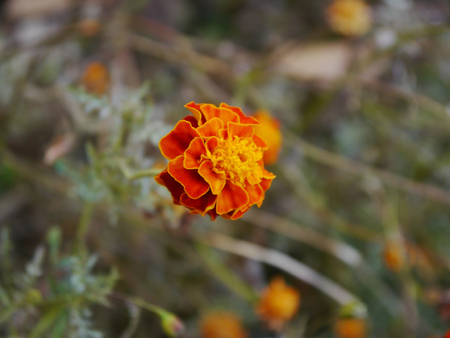 Marigold flowers on the wayの写真素材