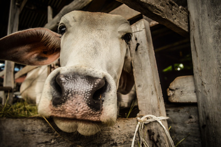 Cow of the farmer in the northeast of Thailandの写真素材