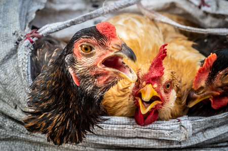 chicken in local market in Saigonの写真素材