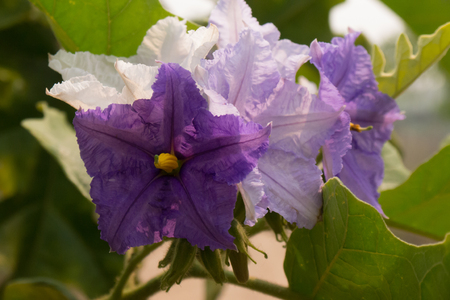 Eggplant purple flowersの写真素材