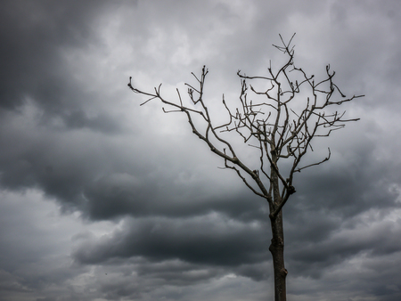 Dry trees, clear skyの写真素材