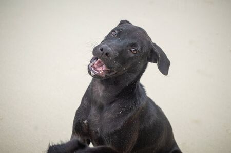 Black dog on the beachの写真素材