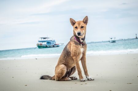 Brown dog on the beachの写真素材