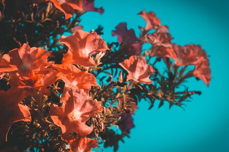 Vintage Pink flowers in the blue skyの写真素材