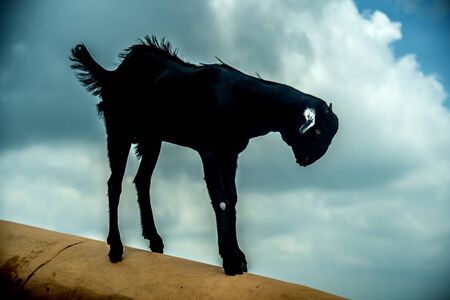 goat in Amber Palace heritage tourist destination in jaipurの写真素材