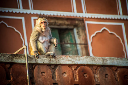 monkey in pink city destination in jaipur