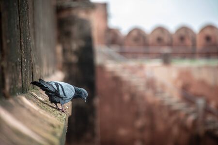 pigeon in Jaigarh Fort heritage tourist in jaipurの写真素材