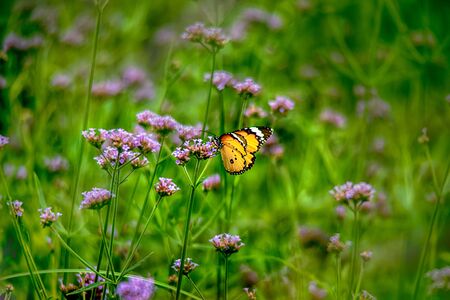 a Butterfly flower in the flower fieldの写真素材