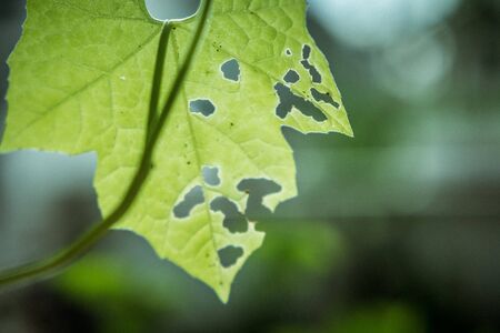 close melon green leaf in Farming gardenの写真素材