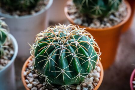 the Growing round cactus in garden shopの写真素材