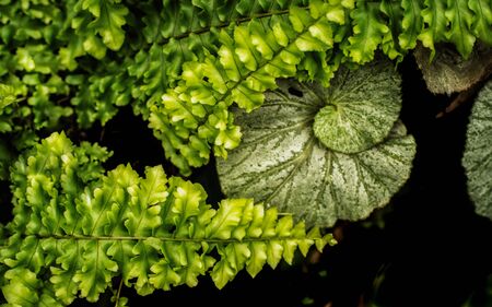Beautiful fern and begonia escargot  in the gardenの写真素材
