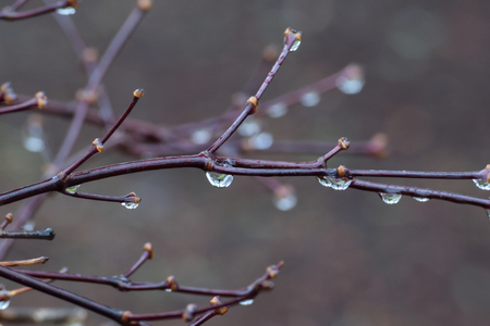 Rain Dropsの写真素材