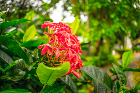 spike flower,flower in the garden and green leaves.の写真素材