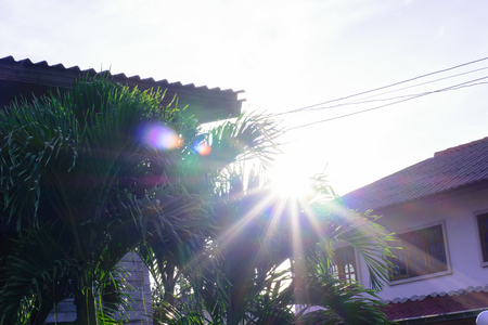 Sun shining through palm leaves a gap of many green trees. As the light flashed and the circles are blue, purple, red, orange, yellow, green, white, beautiful morning in the natural world to create money Nam colored leaves.の写真素材