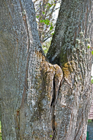 A tree trunk forked into two, with an interestingly shaped slot.の写真素材