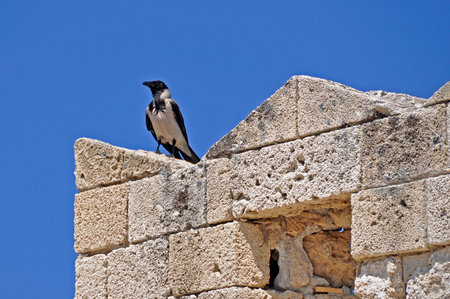 A gray crow sat on top of a historic stone wall in full sunlight, against a blue sky. Rhodes, Greece.の写真素材