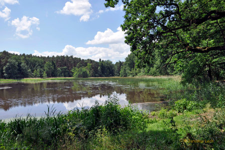 Pond Hubertus in the Park of the Dendrological Garden in Lipno, Poland.の写真素材