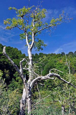 A lonely, withered tree against the background of the forest and the blue sky, in the National Park of the Plitvice Lakes in Croatia.の写真素材