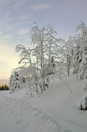 Several shaded deciduous trees without leaves, covered with snow and frost, in the winter aura, against the background of a blue sky partly covered with small clouds.の写真素材