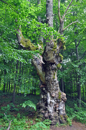 An old, dried deciduous tree in the forest, with numerous growths, cut branches, covered with moss.の写真素材