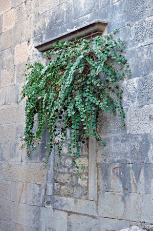 A fragment of a historic wall with a bricked-up window with a cornice, in which flowerpots with hanging thorn caper shoots (Capparis spinosa) were placed. Omis, Croatia.の写真素材