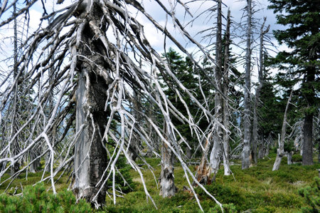 Dried trees in the forest.の写真素材