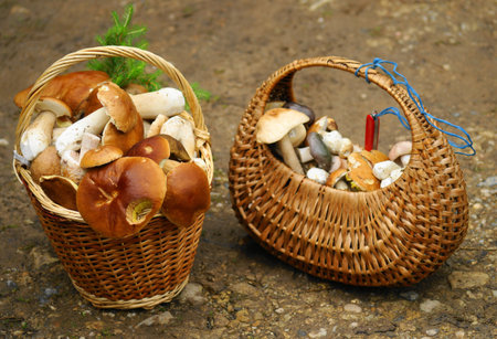 mushrooms from the forest,の写真素材