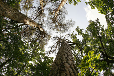 up to the crowns of trees 1