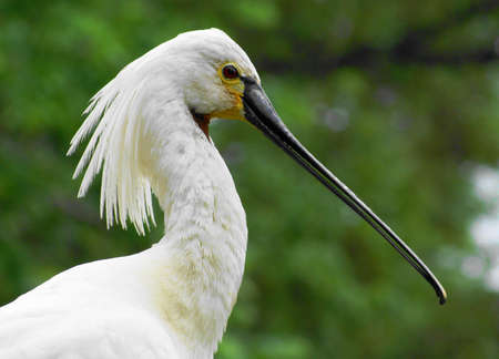  bird の写真素材