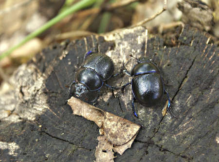 two Dungbeetles the stumpの写真素材