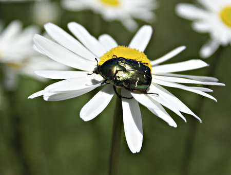sitting on a gold lily Marguerite          の写真素材