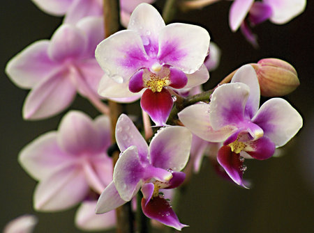 Series of images of botanical orchid garden in Prague