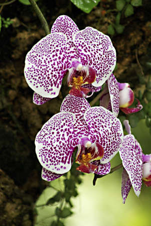 Series of images of botanical orchid garden in Pragueの写真素材