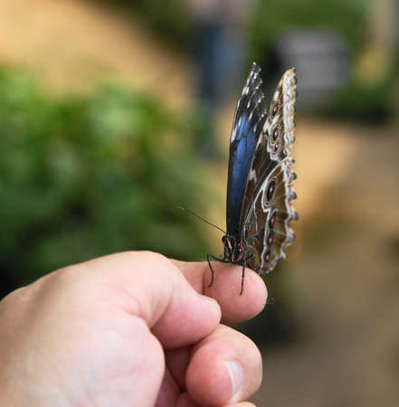 Butterfly sitting on your hands 2の写真素材