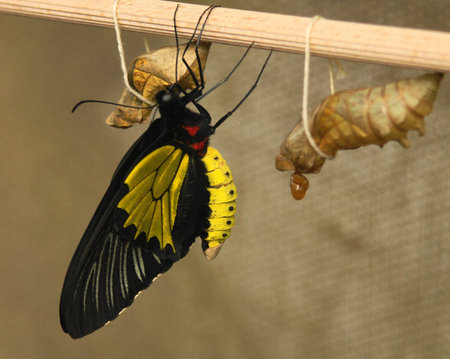 Butterfly from pupa の写真素材